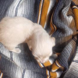 Ollie - Cream male Dachshund puppy in Bigfork, Minnesota from Long Ears and Long Dogs Ranch