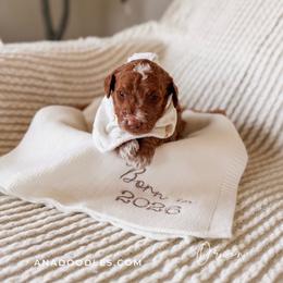 Orion - Red  male Goldendoodle puppy in Cold Spring, Minnesota from A.N.A. Doodles