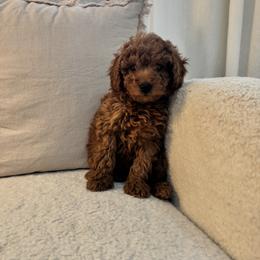 Goldendoodle Puppies from Doodle Squad Puppies