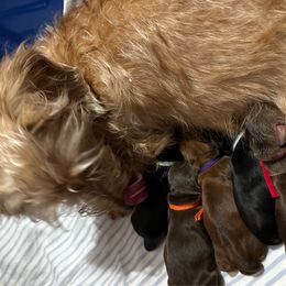 Dachshund puppies from Jane's Mini Wirehaired Dachshunds