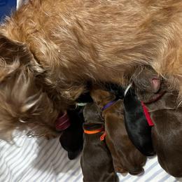 Dachshund puppies from Jane's Mini Wirehaired Dachshunds
