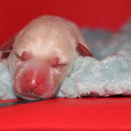 Lance - Yellow male Labrador Retriever puppy in Morrilton, Arkansas from Ancient Dogges Performance Dogs