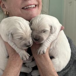 Boy 4 - Light golden male Golden Retriever puppy in Clinton, South Carolina from Happy Home English Cream Golden Retriever Breeders of SC