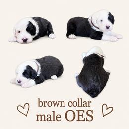 Brown collar - Gray and white male Old English Sheepdog puppy in Mesa, Arizona from Desert Sheepies and Doodles
