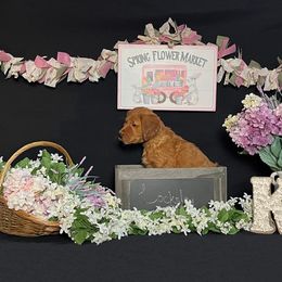 Golden Retriever Puppies from KP Golden Retrievers