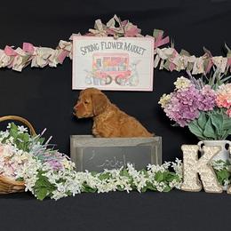 Golden Retriever Puppies from KP Golden Retrievers