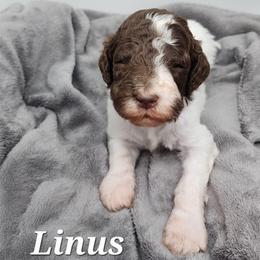 Linus - Parti male Poodle puppy in Dover, Delaware from Dogtastic Poodles