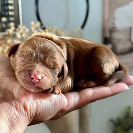 Blue Collar - Red male Cavapoo puppy in Palm Beach County, Florida from Benji’s Cockapoos