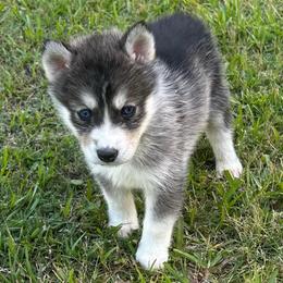 Toto - Gray and white male Siberian Husky puppy in Summerville, South Carolina from Carolina Husky Lodge