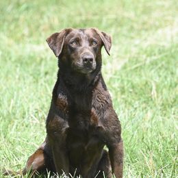 Molly - Labrador Retriever