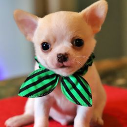 Cream - Cream and white male Chihuahua puppy in Marcy, New York from Dralion Chihuahuas