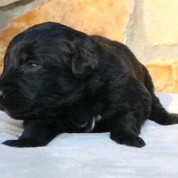 Elvira - Black male Australian Shepherd puppy in Macon, Georgia from Shaina’s Shepherds