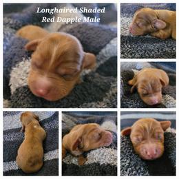 Male 2 - Dapple male Dachshund puppy in Weatherford, Texas from Star-Key's Dachshunds