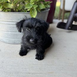 Girl 2 - Black female Scottish Terrier puppy in Scurry, Texas from Starlight Scotties of Texas