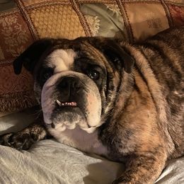 Stella - Bulldog