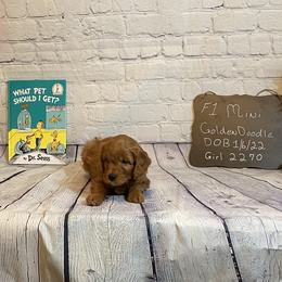 Goldendoodle and Poodle Puppies from Partridge Doodles and Poodles