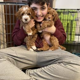 Poodle Puppies from Grandy’s Pretty Poodles