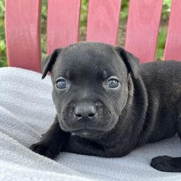 Boy 2 - Brindle male Staffordshire Bull Terrier puppy in Houston, Texas from Breaking Bad Staffords