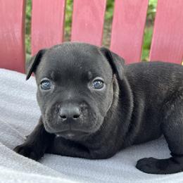 Boy 2 - Brindle male Staffordshire Bull Terrier puppy in Houston, Texas from Breaking Bad Staffords
