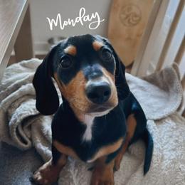 Dachshund Puppies from Loyal Lil Dachshunds