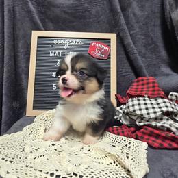 2 yellow collar girl - Black and tan female Pembroke Welsh Corgi puppy in Harrisburg, Illinois from Parish Corgis