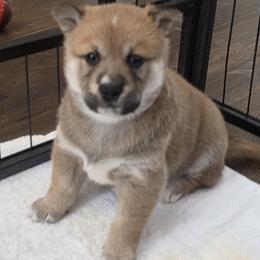 Beast- Green Collar - Red male Shiba Inu puppy in Windermere, Florida from Priscilla's Shiba Inus