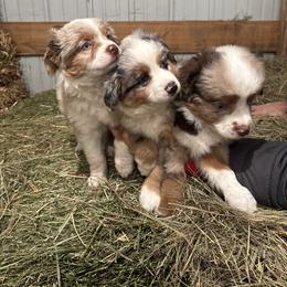 Miniature Australian Shepherd Puppies from Mid-Plains Mini Aussies