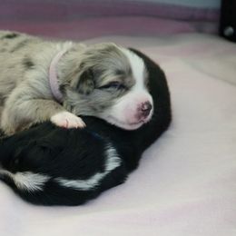 Australian Shepherd Puppies from Crown C Aussies