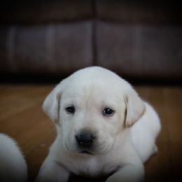 Mara - Yellow Labrador Retriever puppy in Whitehall, Montana from Heart of Montana Labradors