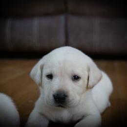 Mara - Yellow Labrador Retriever puppy in Whitehall, Montana from Heart of Montana Labradors