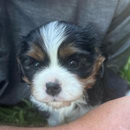 Boy 1 - Tri-color male Cavalier King Charles Spaniel puppy in Wilton, California from Becky's Cavalier King Charles Spaniels