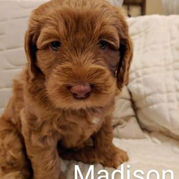 Australian Labradoodle Puppies from Lavender Fields Australian Labradoodles
