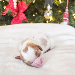 Nico - Blenheim male Cavalier King Charles Spaniel puppy in Highland, Utah from Furever Cavaliers