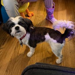 Souvior - Shih Tzu