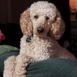 Poodles from Elite Standard Poodle