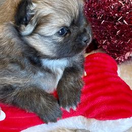 Pomeranian Puppies from Nikki’s lil Pomeranians