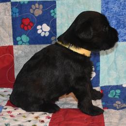 Miniature Schnauzer Puppies from Tandy Phillips's Miniature Schnauzers
