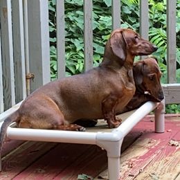 Rona - Dachshund