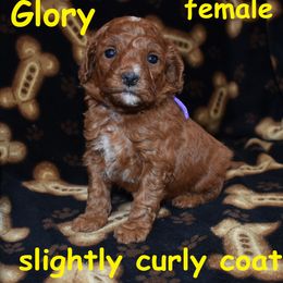 Glory - Red  female Goldendoodle puppy in Jasper, Indiana from Hilltop Pups LLC