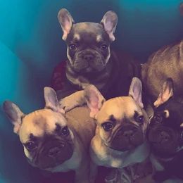 Belgian Malinois from Seven Hills Arkansas