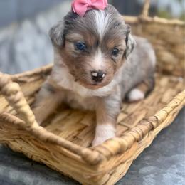 Coral - Blue merle female Miniature Australian Shepherd puppy in 32046, Florida from River Hill Ranch