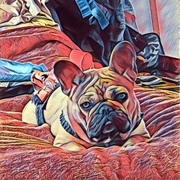 Gemma - French Bulldog