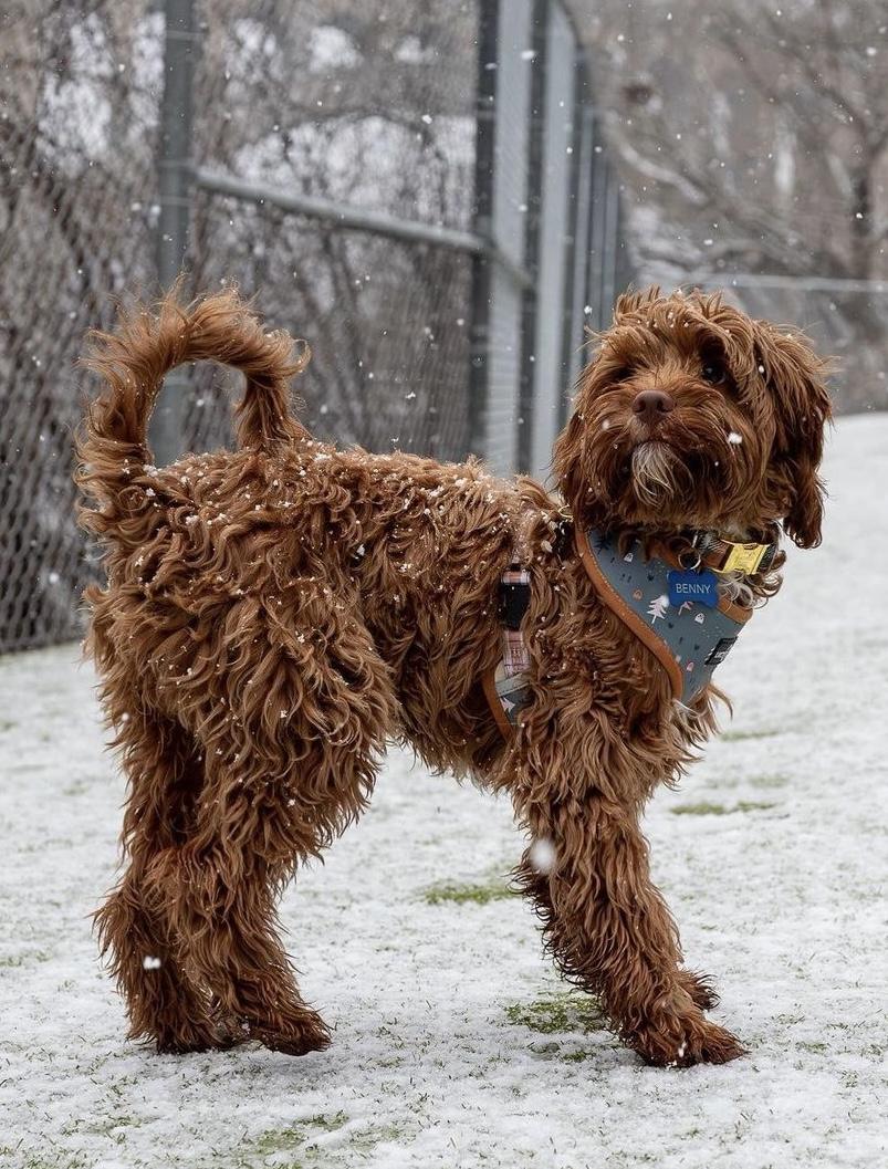 CavaloveNJ in New Jersey | Cavapoo and Cavapoochon puppies | Good Dog