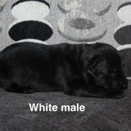 White male - Black male German Shepherd puppy in Ann Arbor, Michigan from Von Der Havier German Shepherds