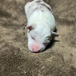 Gator - White and red merle male Border Collie puppy in Granbury, Texas from Rocking H Border Collies