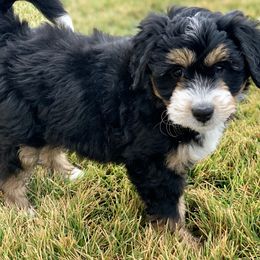 Bernedoodle and Goldendoodle Puppies from It’s A Puppy Thing