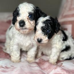 Oreo - Black and white male Cockapoo puppy in Griffin, Georgia from Rawls Lovely Little Tots