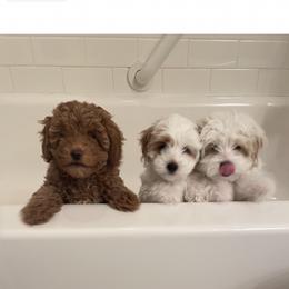 Maltipoo Puppies from Ollie-Pop Paws Breeding