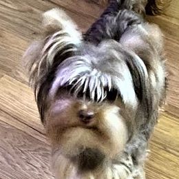 Yorkshire Terriers from Pam's Yorkies