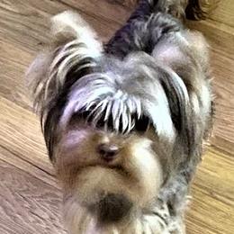 Yorkshire Terriers from Pam's Yorkies